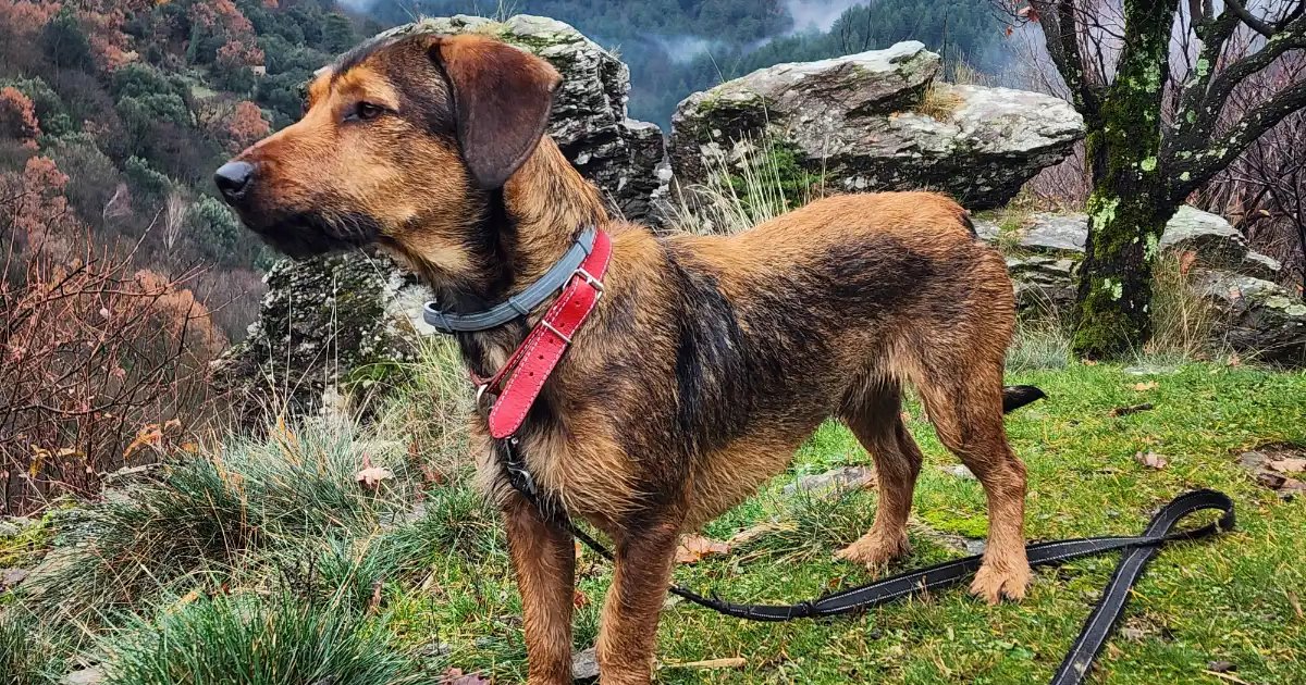 URGENT - Garde d'un chien en Cévennes à VIALAS | Guardiens