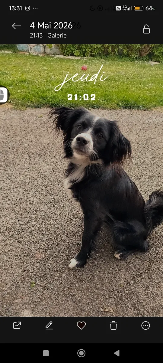 Photo illustrant l'annonce : Garde de chien chez particulier