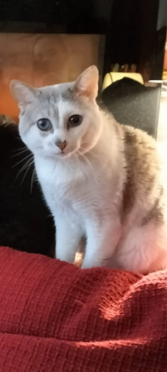 Photo du besoin : Aide à maintenir doucement mon chat Pacha pendant l'administration de son traitement sous-cutané (20 min de présence max)