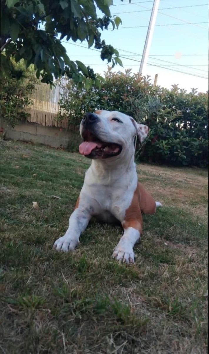 Photo du besoin : D’une personne pour s’occuper de mon chien pendant le week-end du 30 au 1 novembre