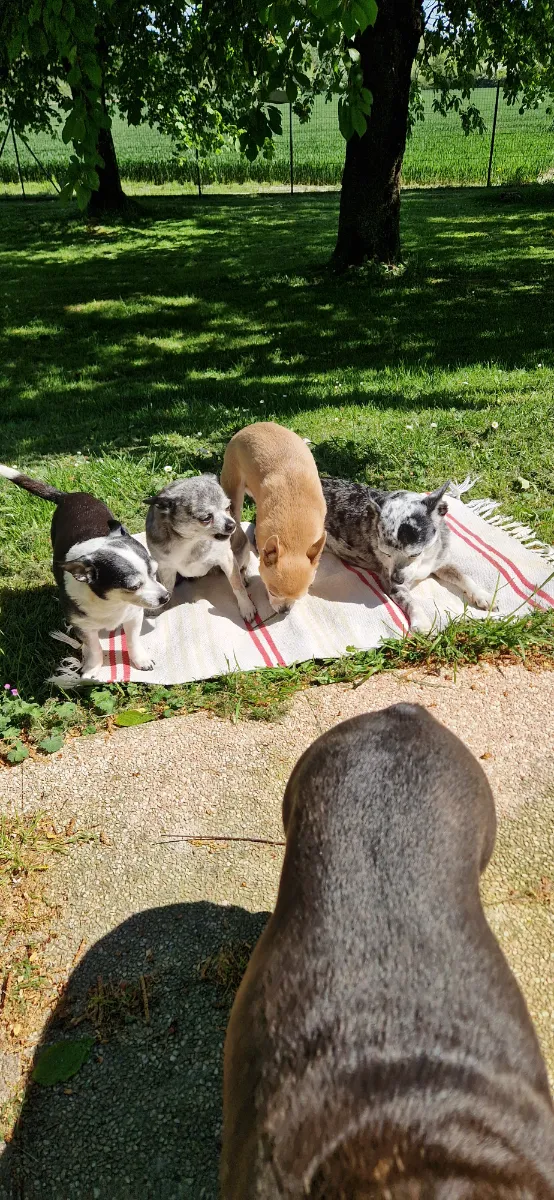 Photo illustrant l'annonce : Garde de chiens en échange de prêt de maison