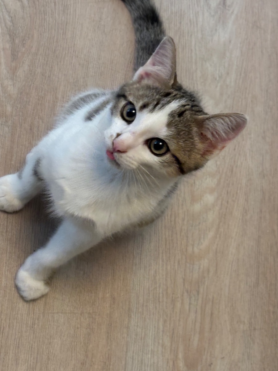 Garder mon chat pendant mes vacances