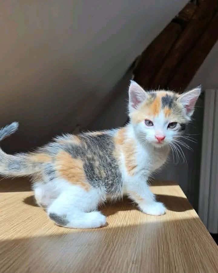Photo illustrating the listing: Chaton disponible en adoption