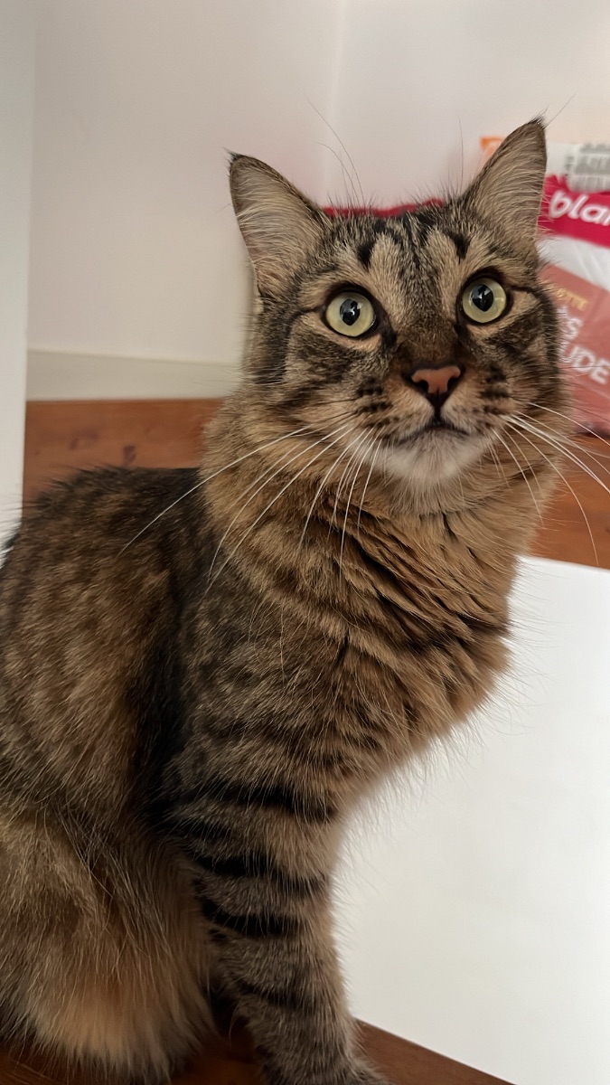 Photo illustrant l'annonce : J’ai besoin de quelqu’un pour rendre visite à mon chat durant mon absence (vérifier que tout va bien…)