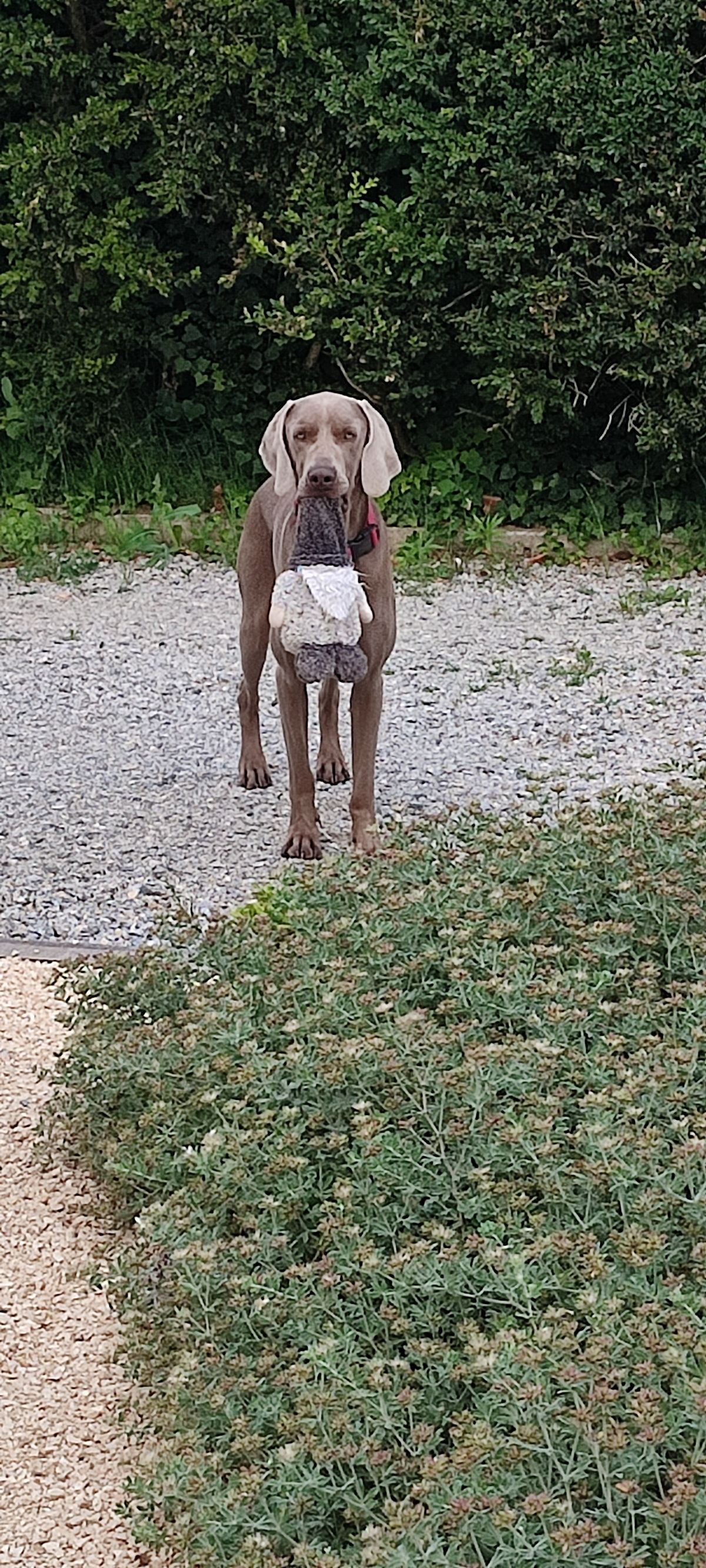 Sam