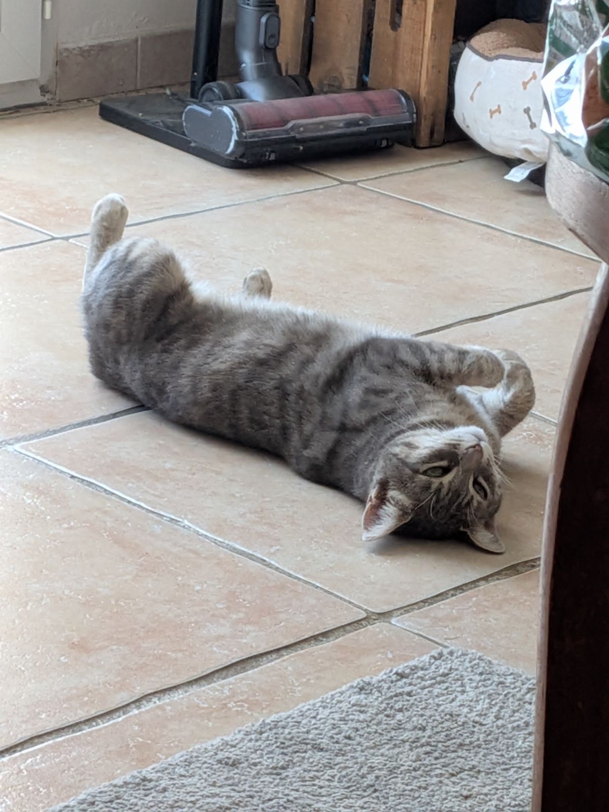 Tigrou (chat)