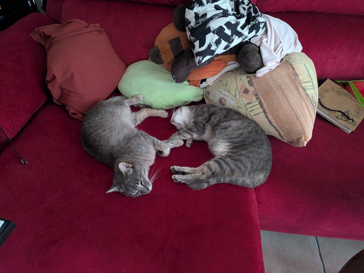 Gaspard (chat)