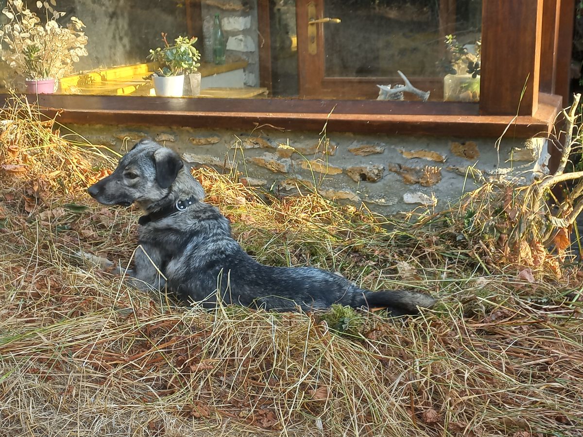 Archie