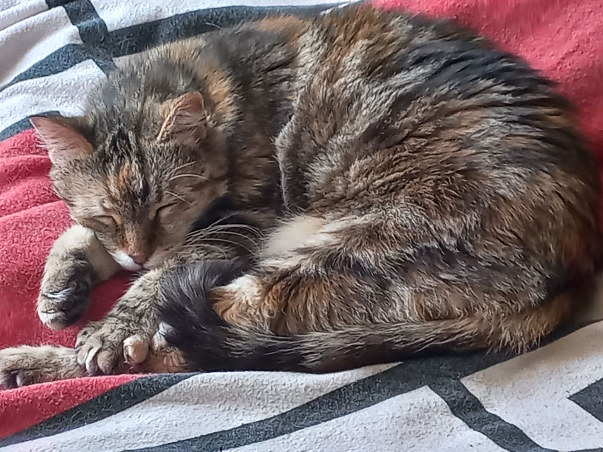 Rosie