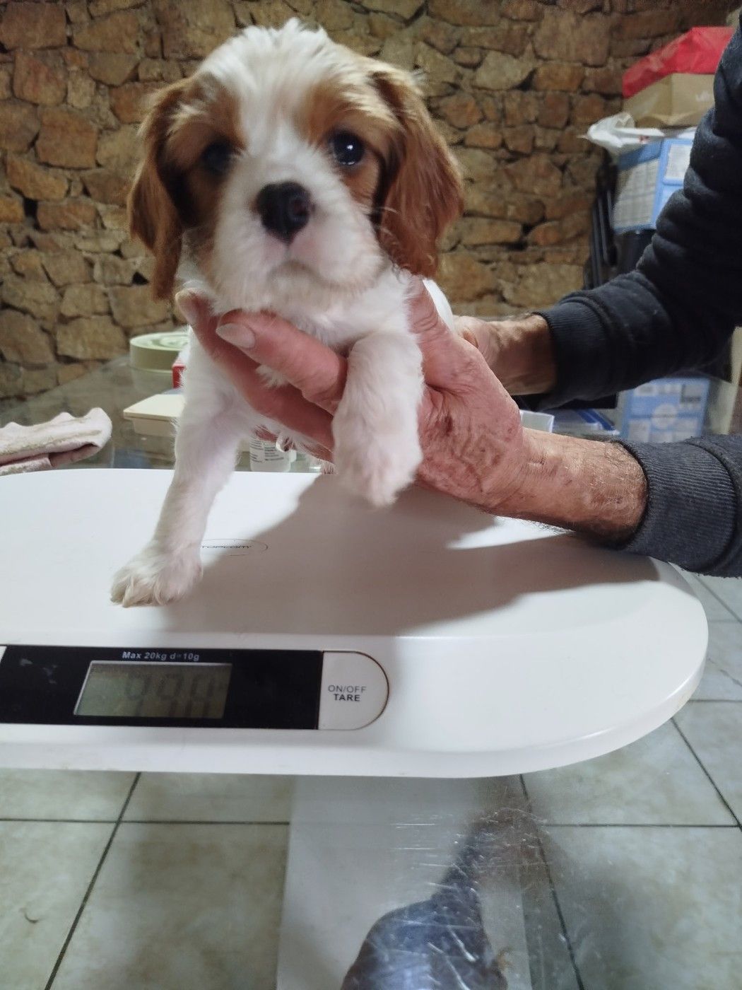 Arwen (chien)