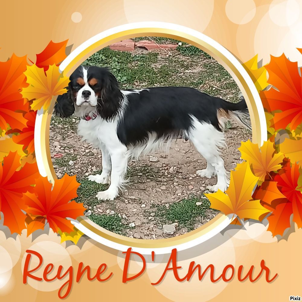 Reyne Damour