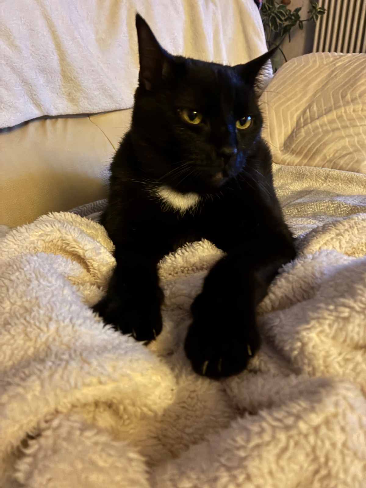 Sam