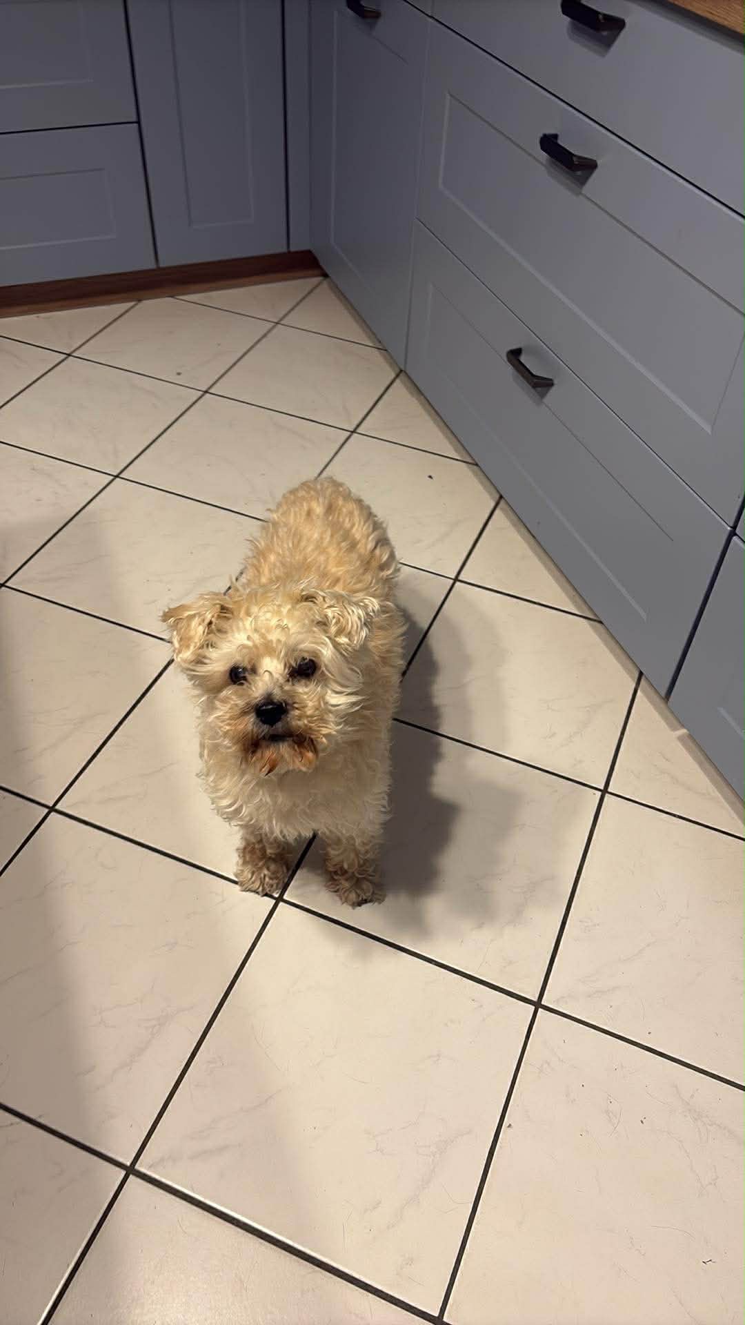Benji