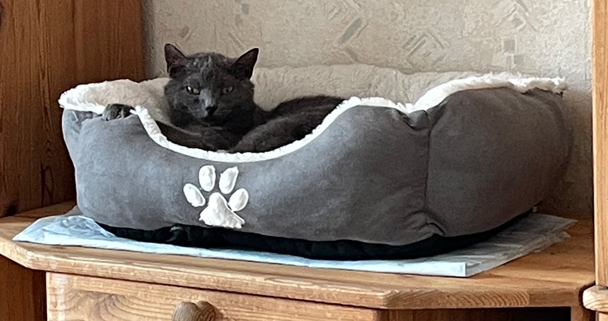 Maya