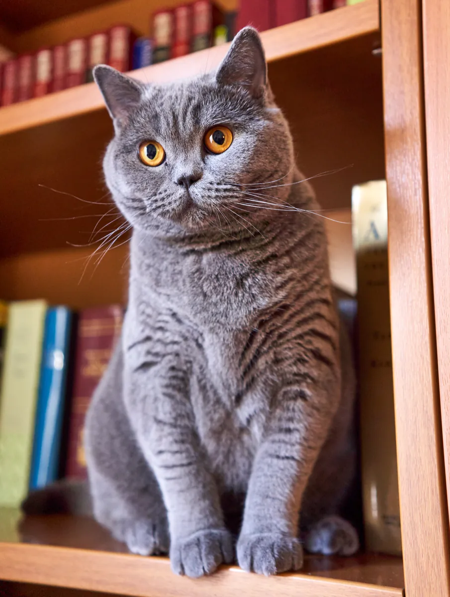 Photo, british shorthair