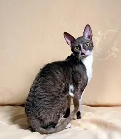Photo, cornish rex