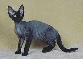 Photo, devon rex