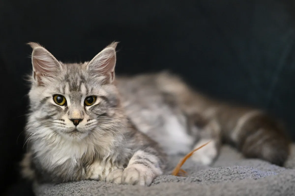 Photo, maine coon