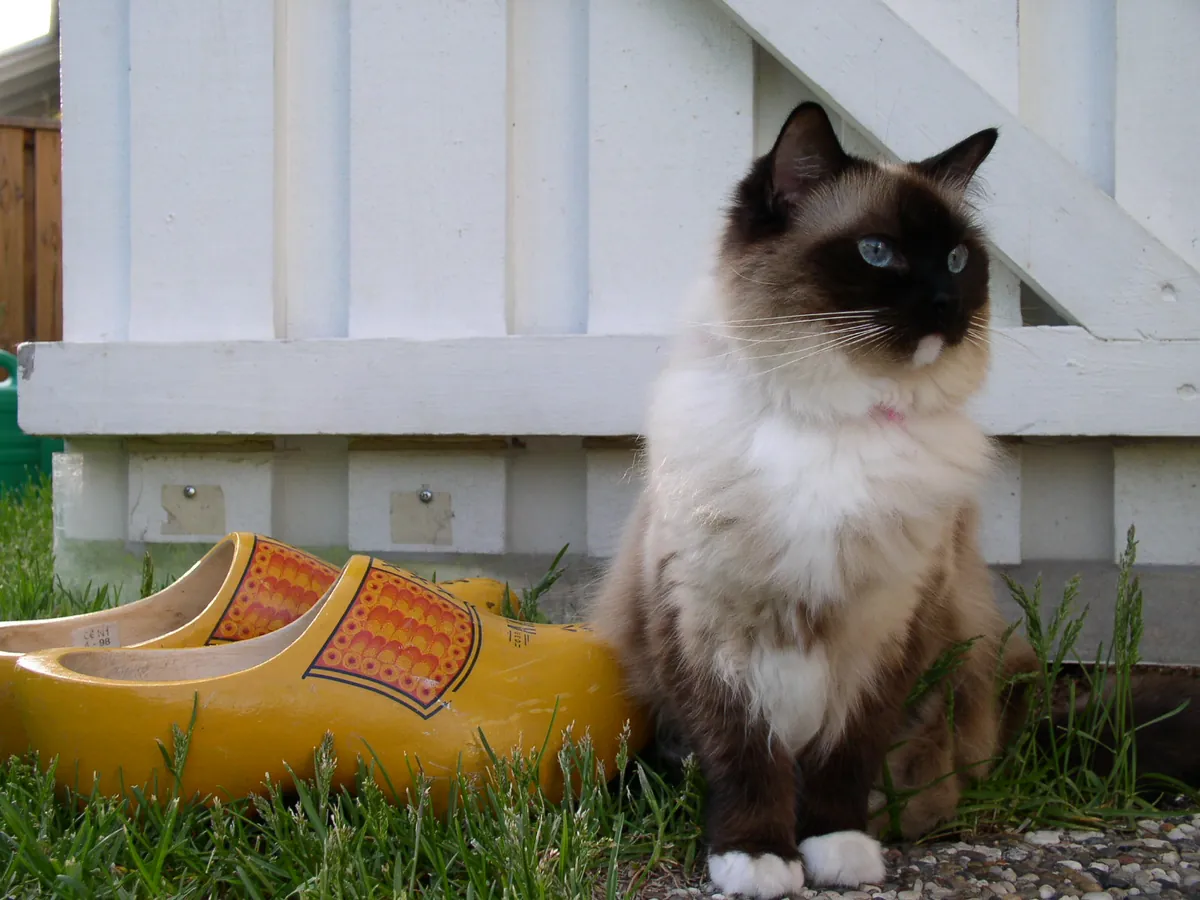 Photo, ragdoll