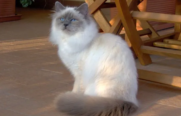 Photo, sacré de birmanie