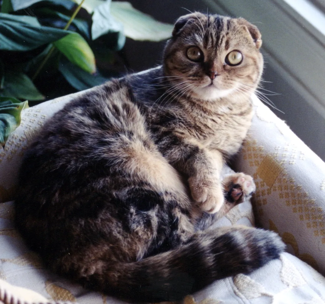Photo, scottish fold