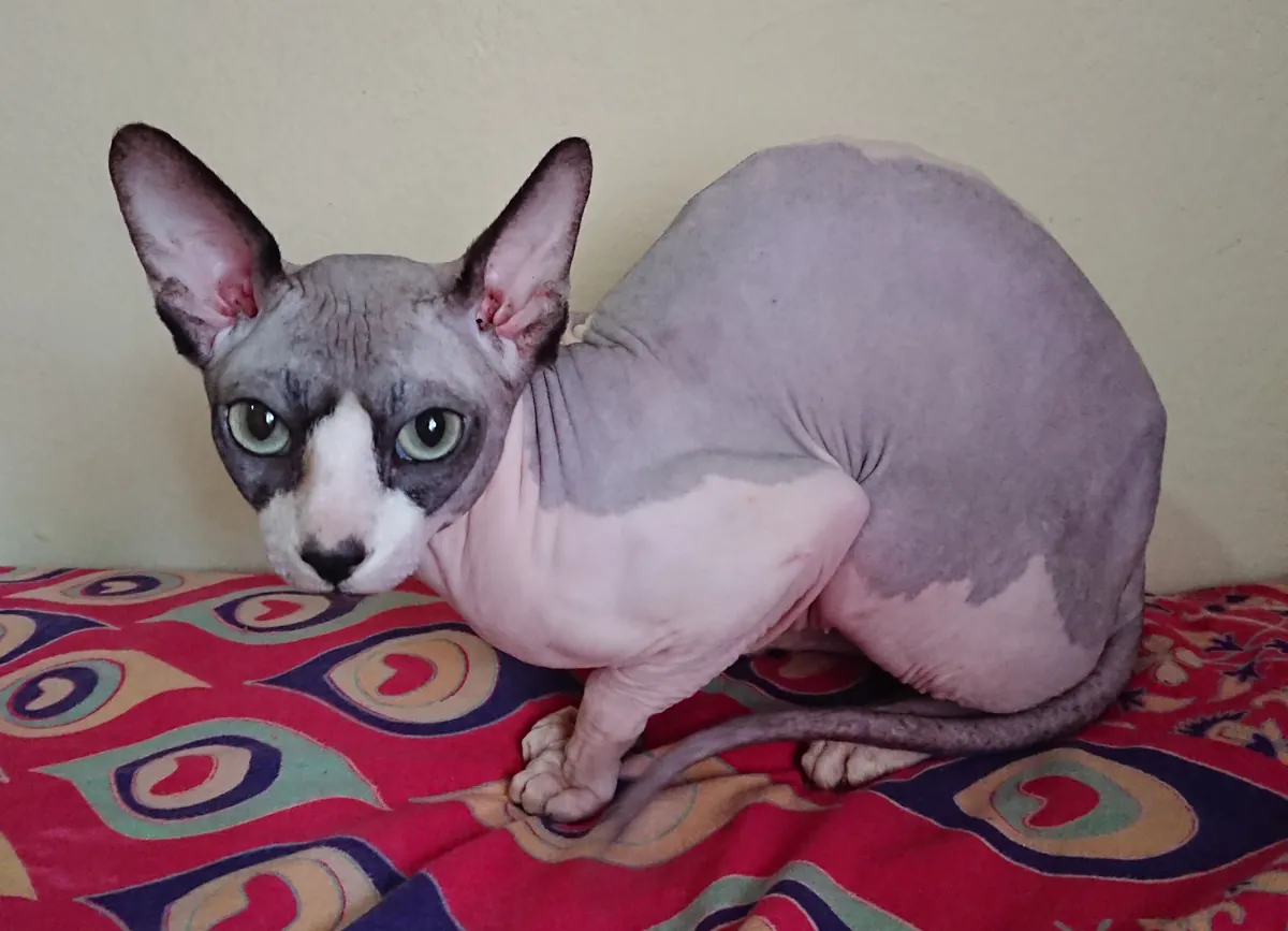 Photo, sphynx