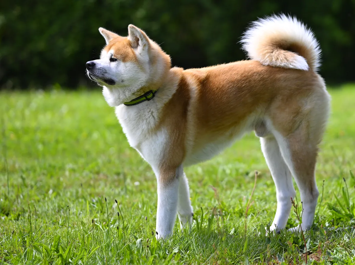 Photo, akita inu