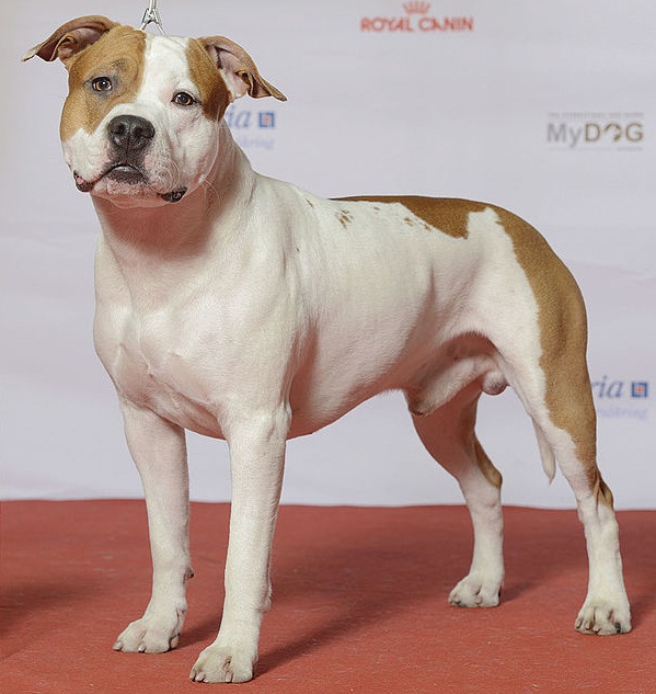 Photo, american staffordshire terrier