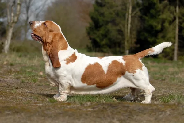 Photo, basset hound