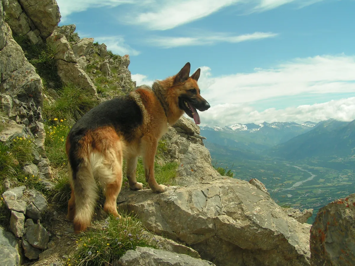 Photo, berger allemand