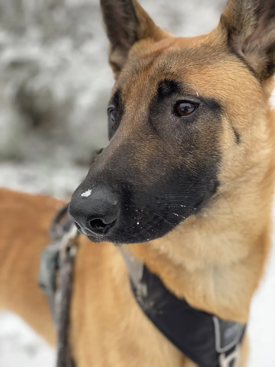 Photo, berger belge malinois