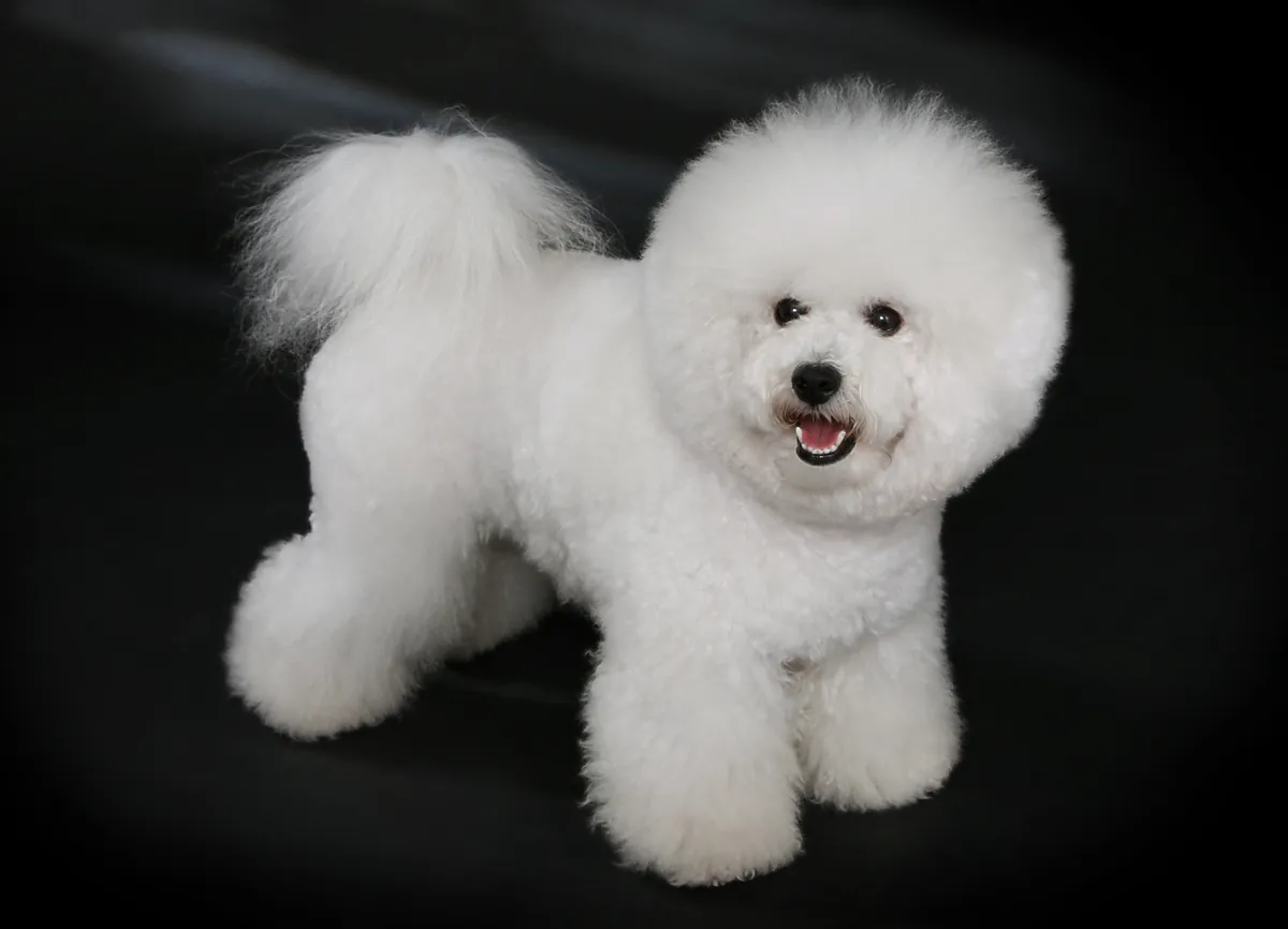 Photo, bichon frisé