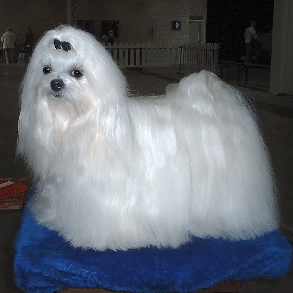 Photo, bichon maltais
