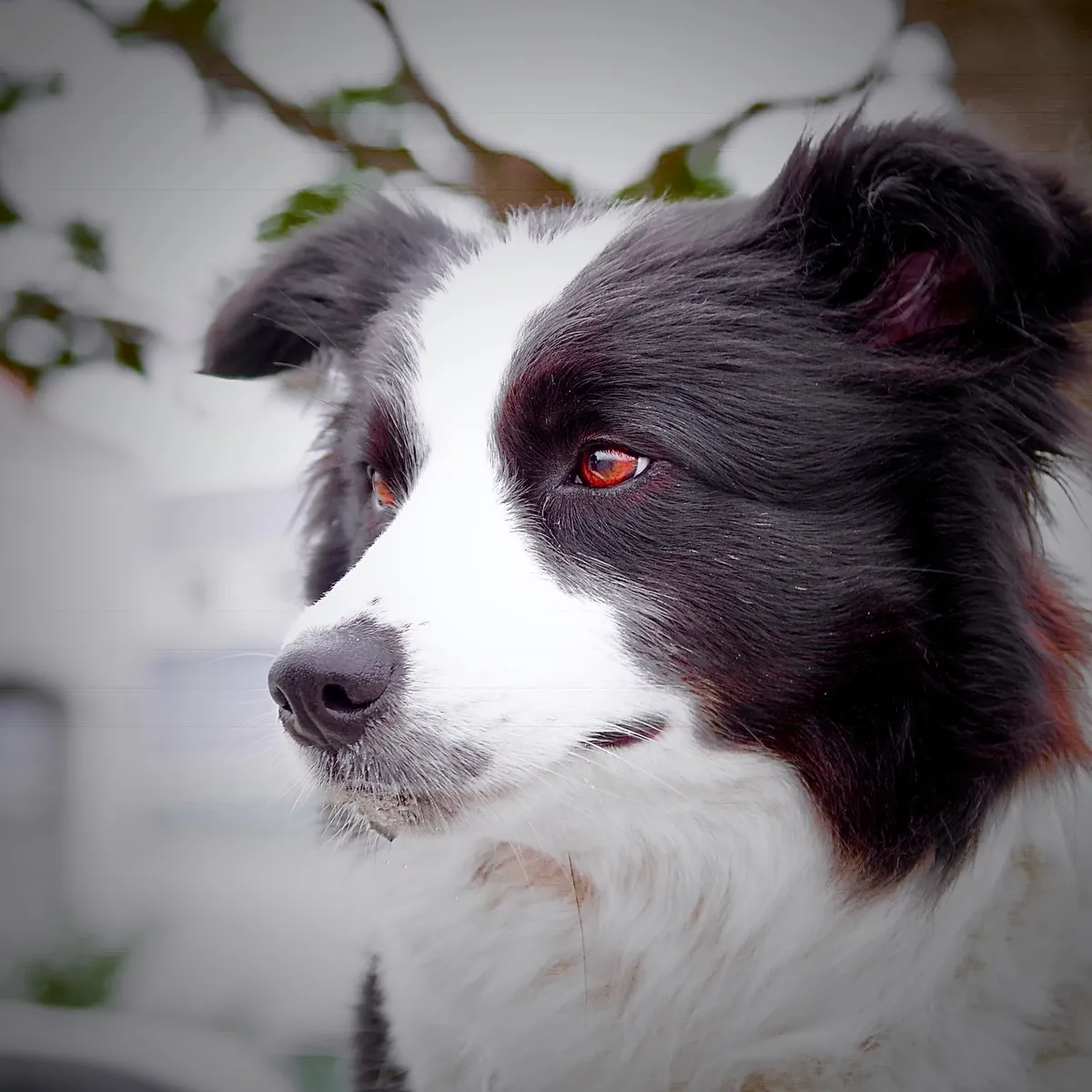 Photo, border collie