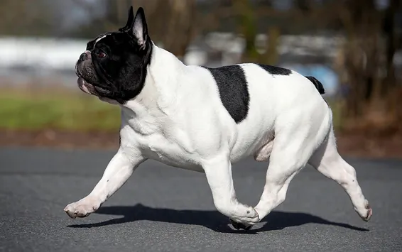 Photo, bouledogue français