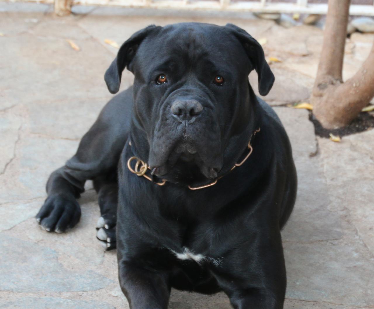 Photo, cane corso
