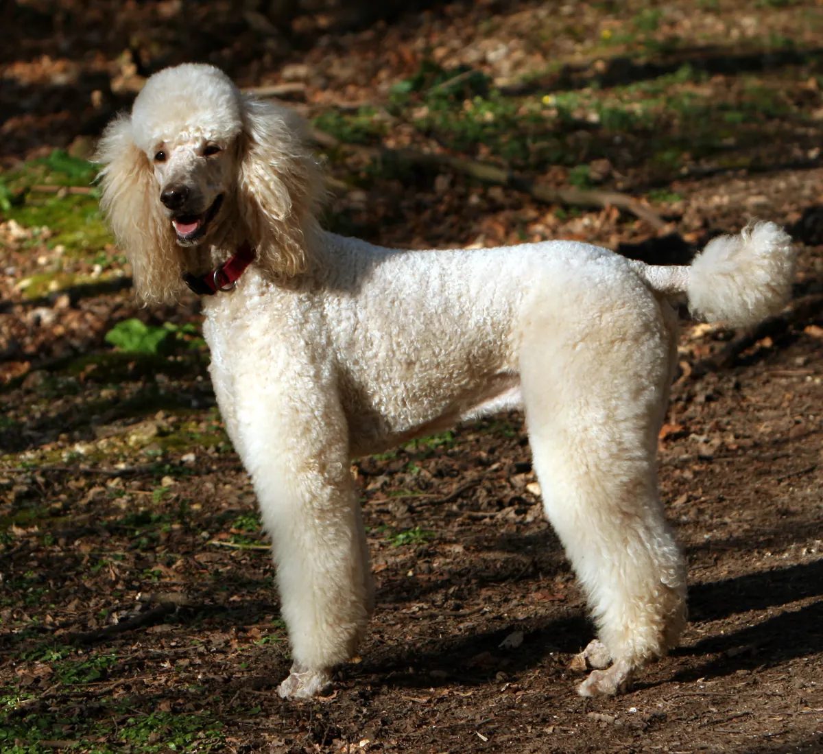 Photo, caniche
