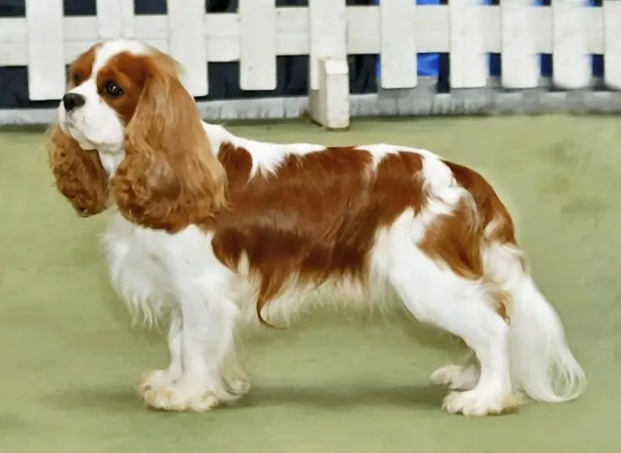 Photo, cavalier king charles