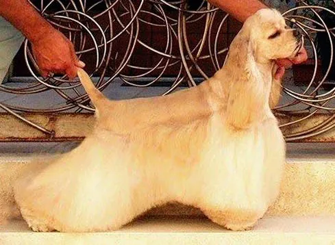 Photo, cocker américain