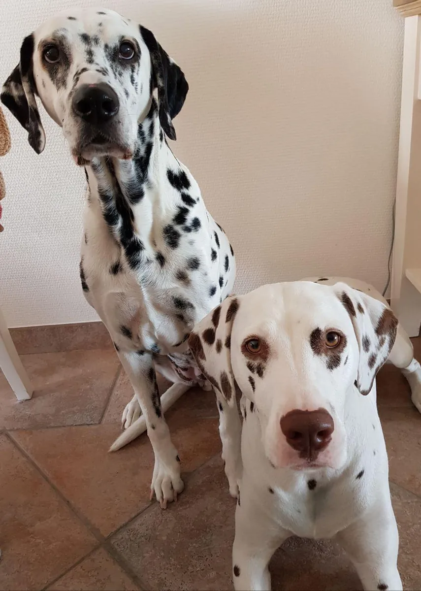 Photo, dalmatien