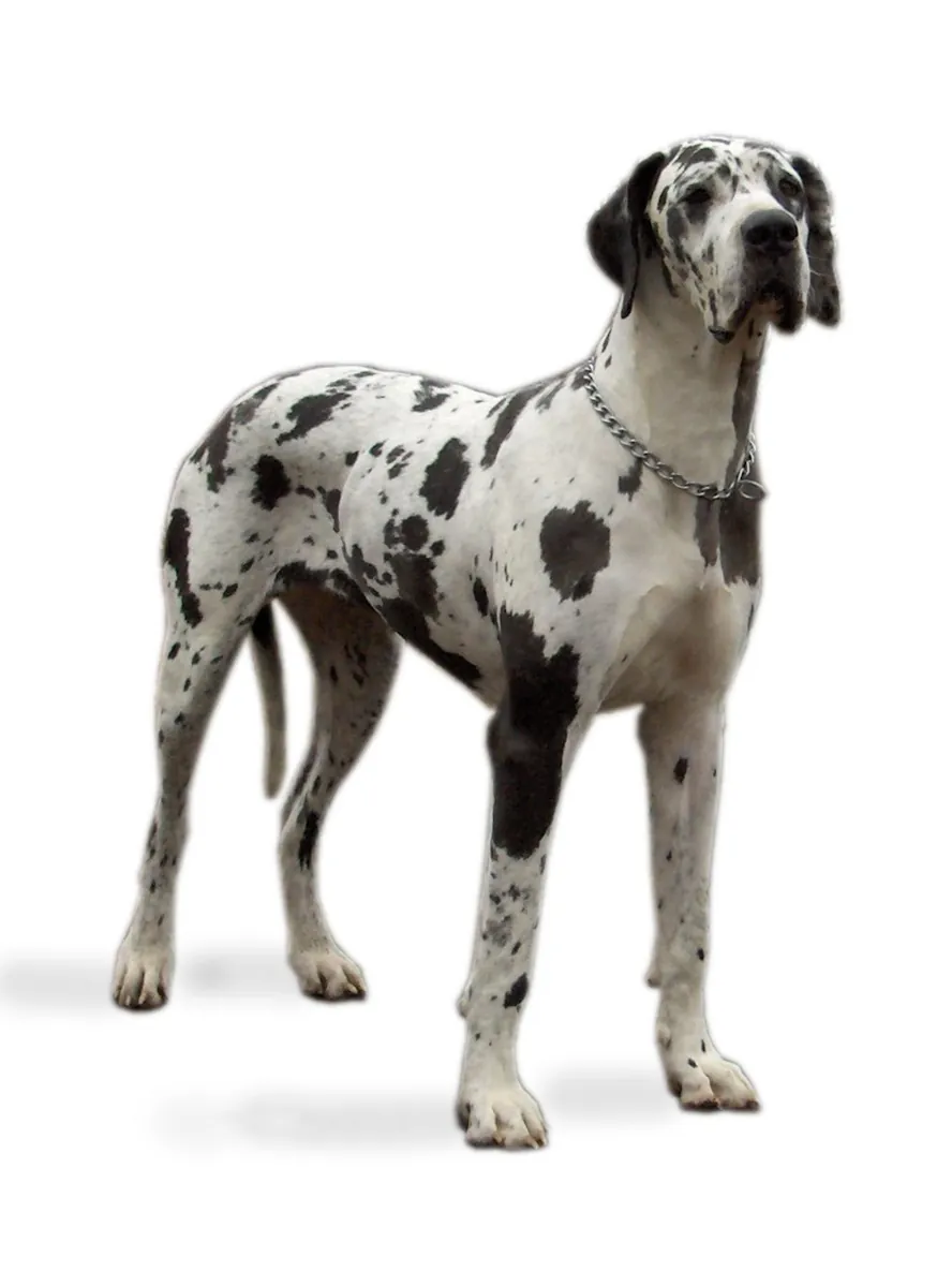 Photo, dogue allemand