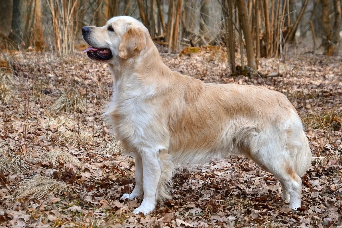 Photo, golden retriever