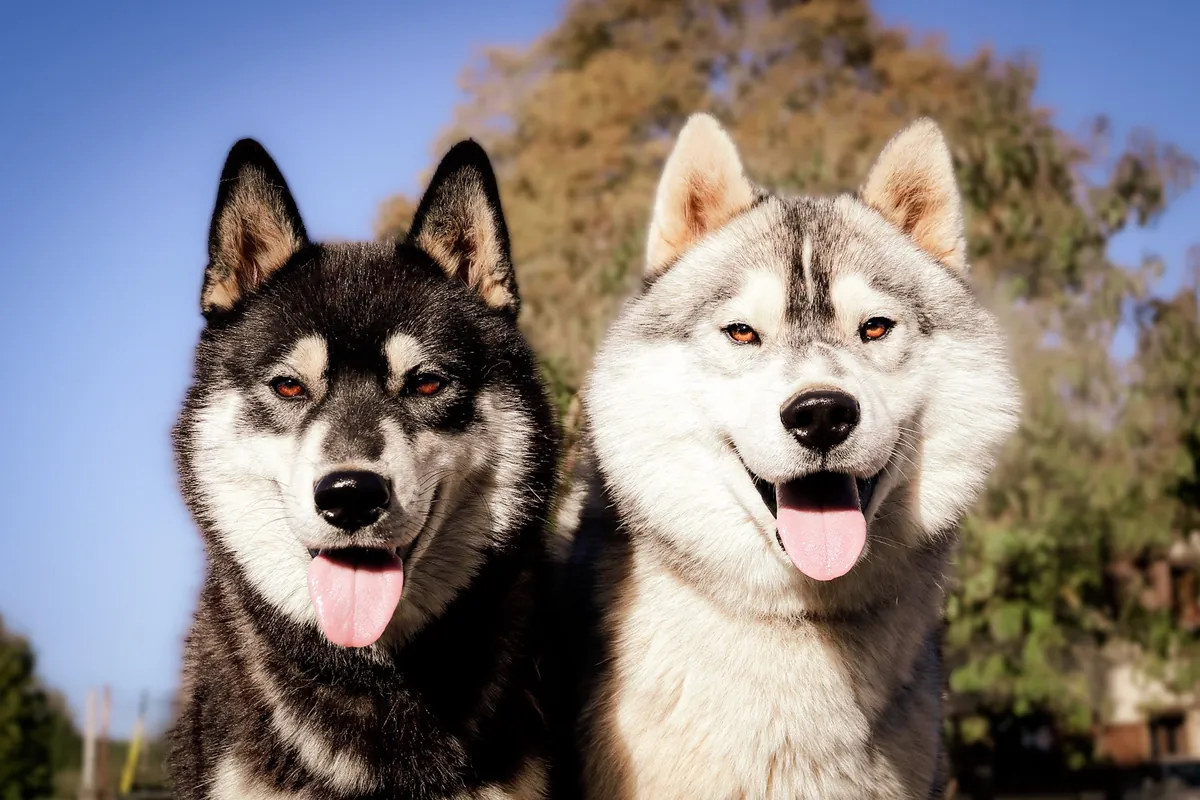 Photo, husky sibérien
