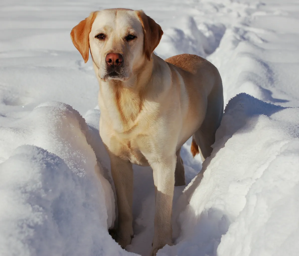 Photo, labrador retriever