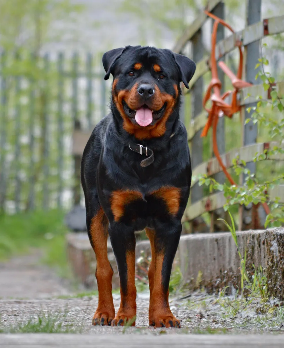 Photo, rottweiler