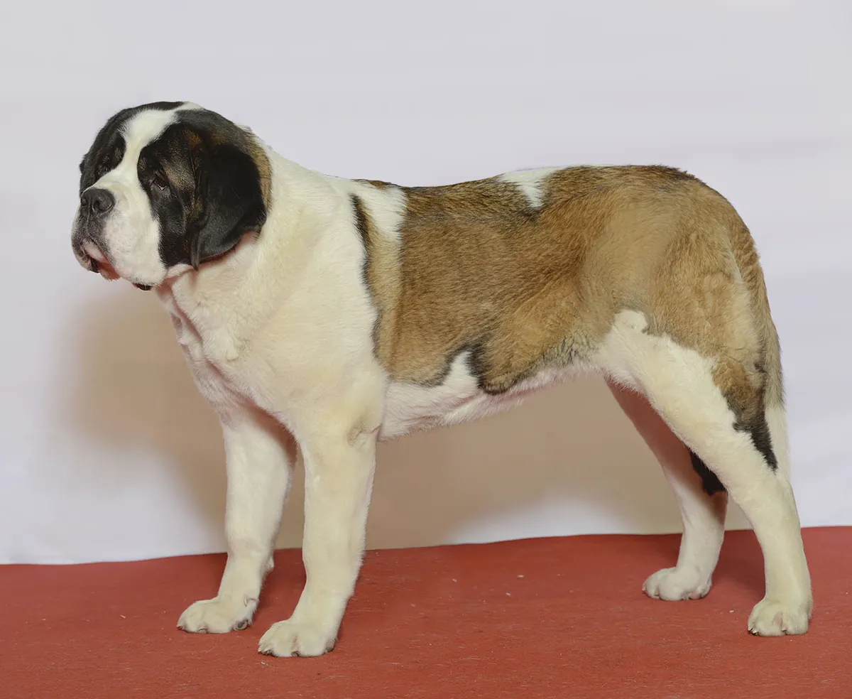 Photo, saint-bernard