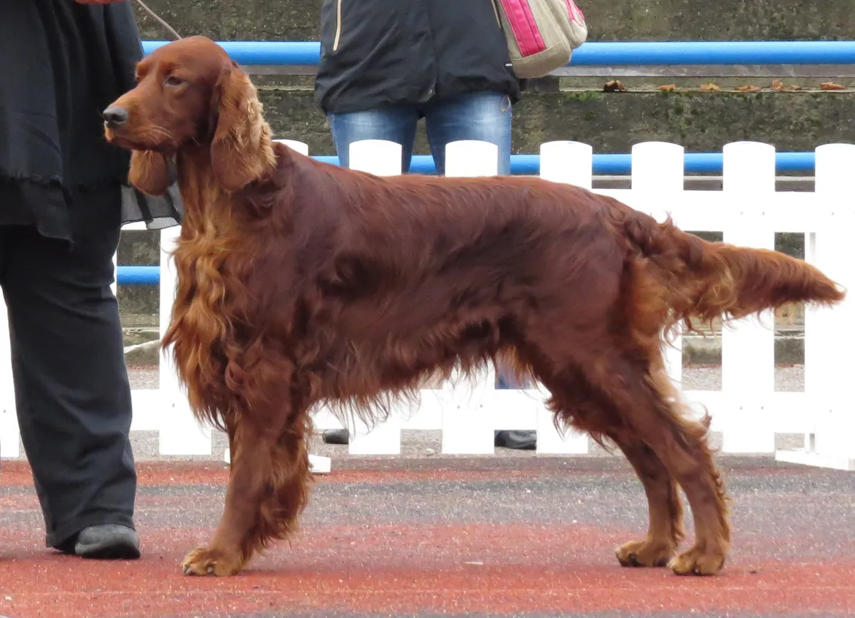 Photo, setter irlandais