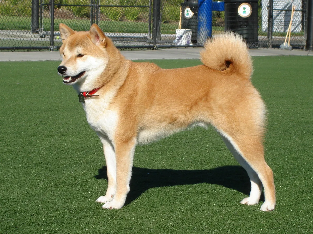 Photo, shiba inu
