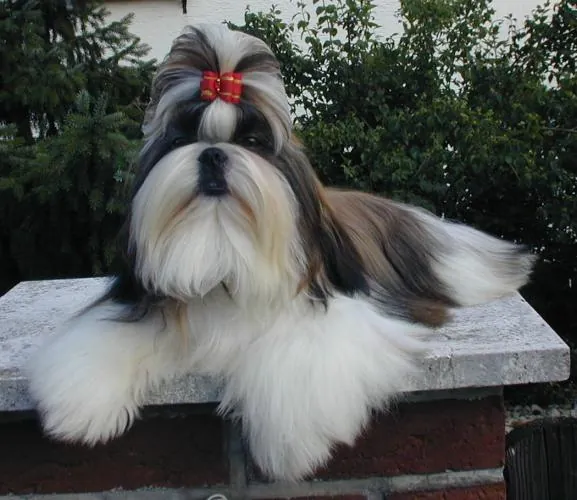 Photo, shih tzu