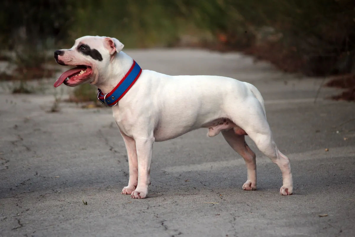 Photo, staffordshire bull terrier